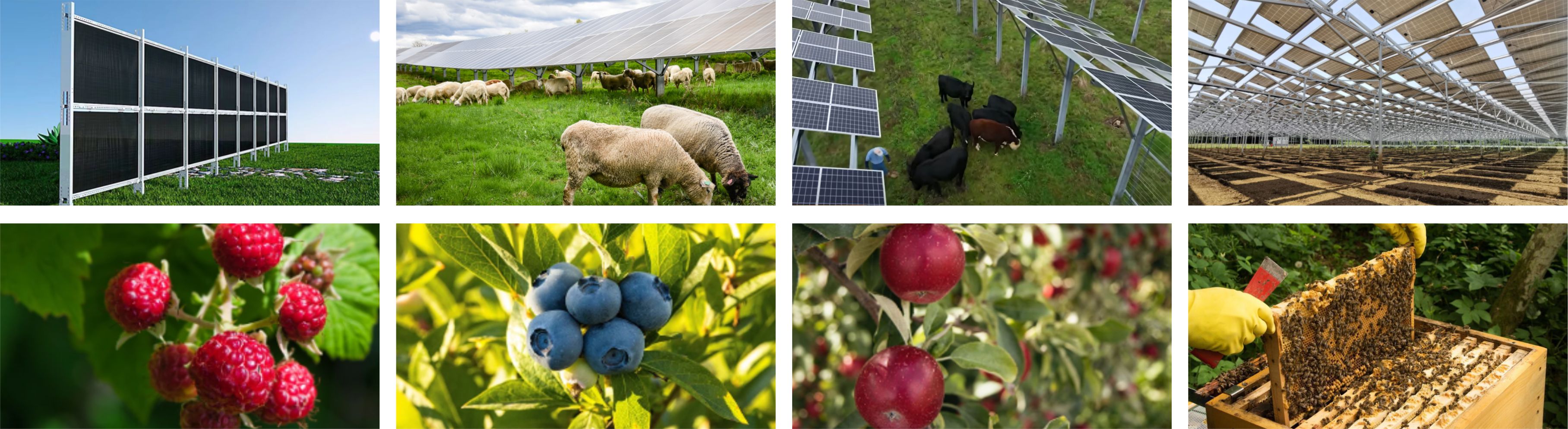 Solar agricultural mounting system